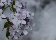 昆明汇林花卉，繁花与艺术之美的绽放